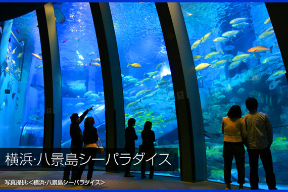 八景島シーパラダイス 水族館 揺らぎ照明 ショップ